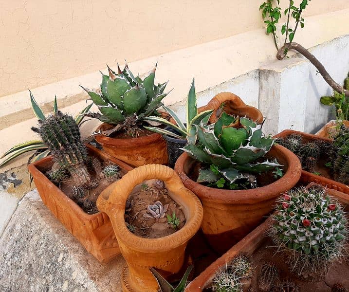 due to urgent shifting trees cactus succulents and fruit plants 10