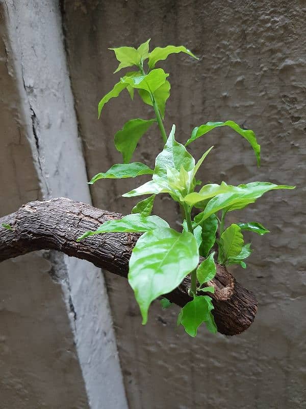 due to urgent shifting trees cactus succulents and fruit plants 12
