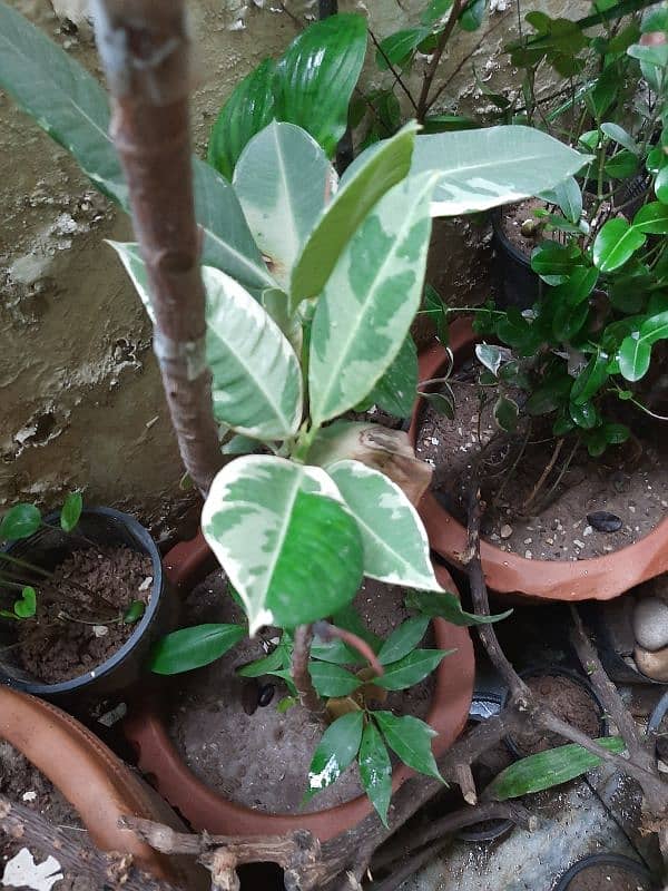 due to urgent shifting trees cactus succulents and fruit plants 13