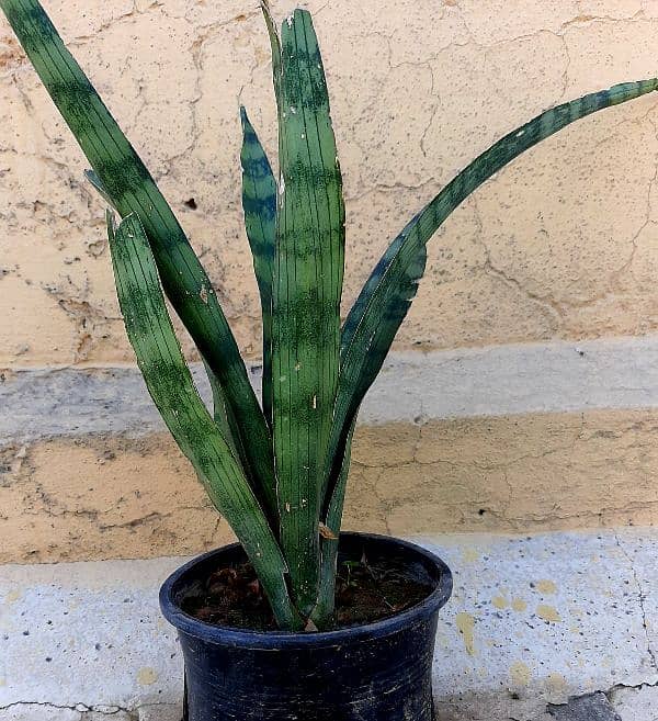due to urgent shifting trees cactus succulents and fruit plants 16