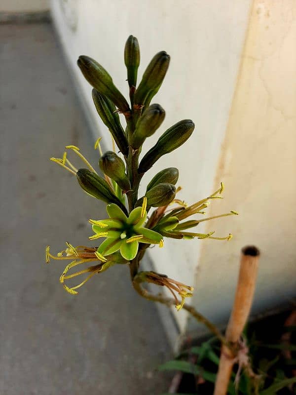 due to urgent shifting trees cactus succulents and fruit plants 18