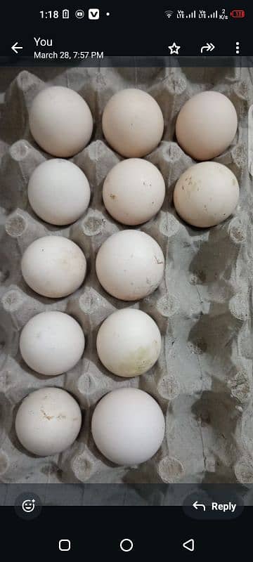 fertile egg pure jawa aseel 0