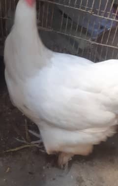 white buff hen