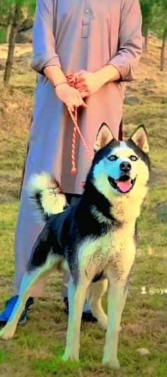 Siberian