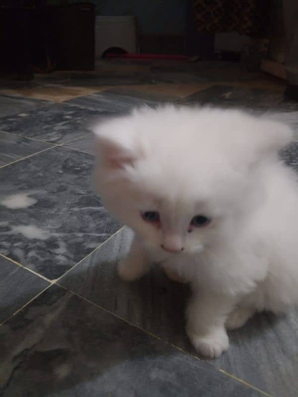 Persian cat baby for salr 2 month 0