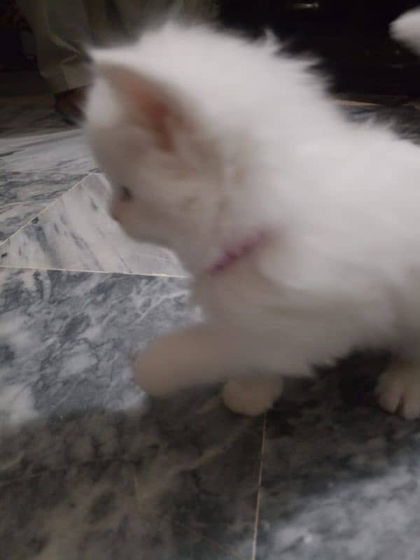 Persian cat baby for salr 2 month 1