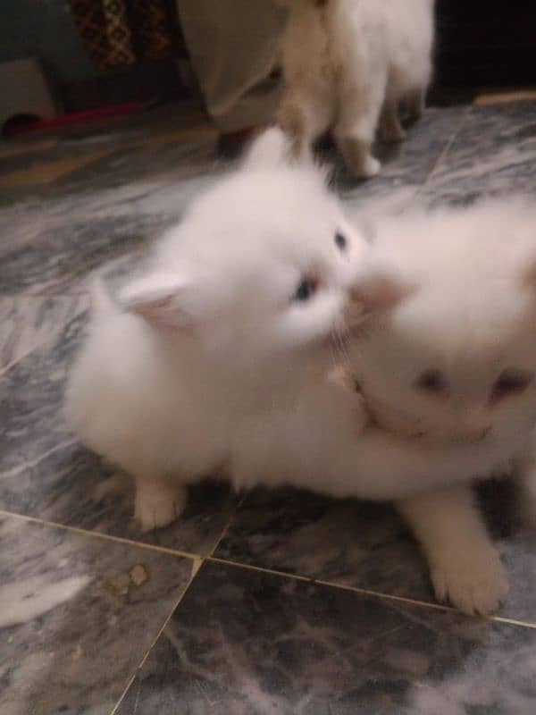 Persian cat baby for salr 2 month 2