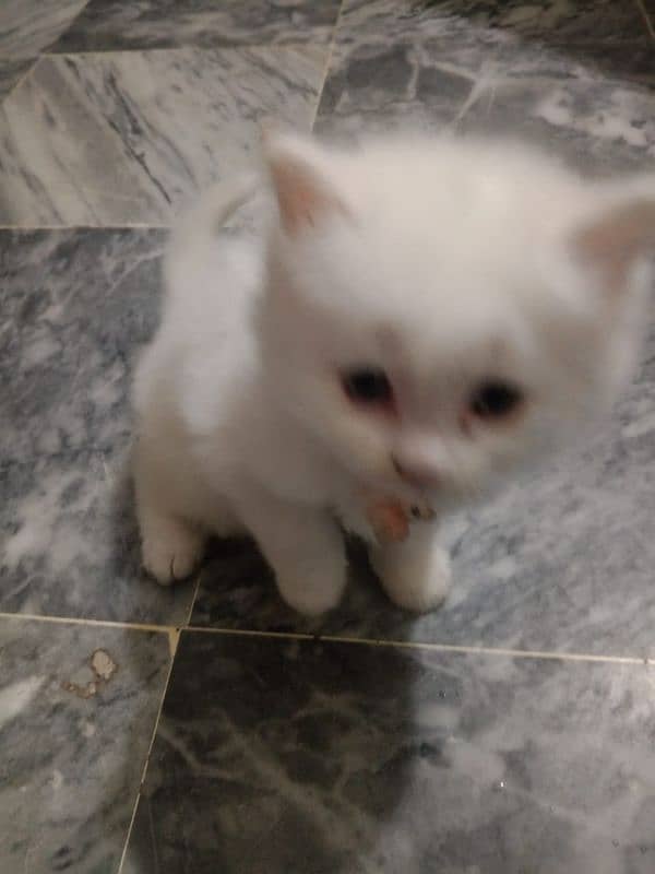 Persian cat baby for salr 2 month 3