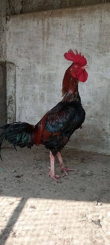 aseel 2