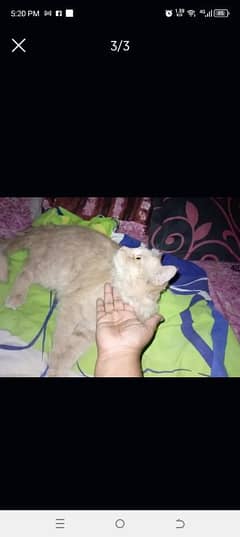 Persian