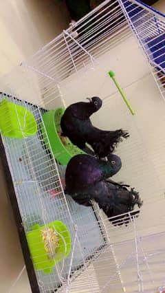 Pigeons