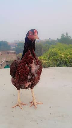 aseel