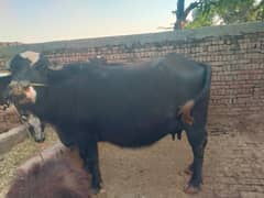 Buffalo
