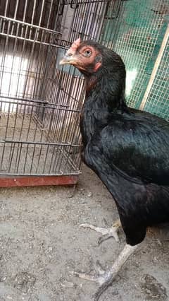 Aseel for sale