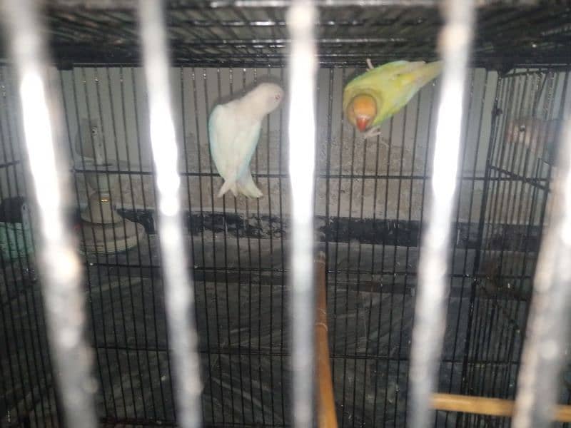 love birds (crimino, albino and ino) 0