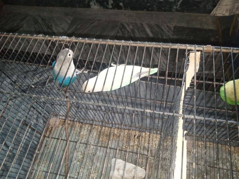 love birds (crimino, albino and ino) 2
