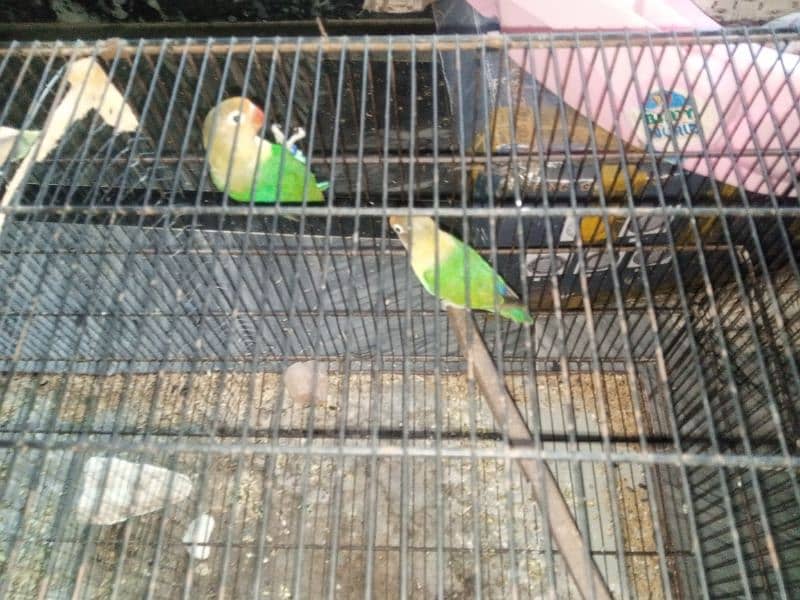 love birds (crimino, albino and ino) 5
