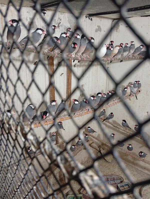 Java breeder pairs available 0