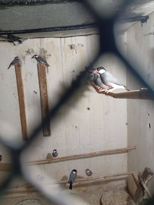 Java breeder pairs available 1