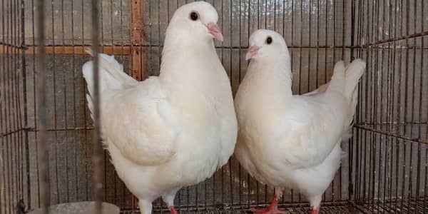 king pigeons breeder pair for sale