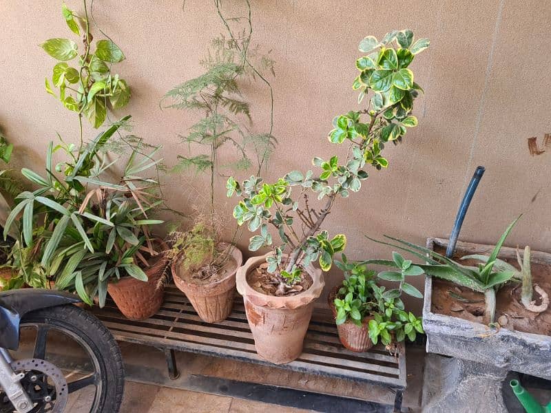 Plants with pots 0