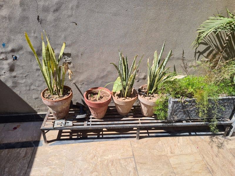 Plants with pots 1