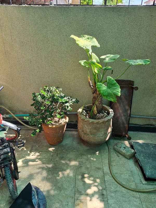 Plants with pots 2