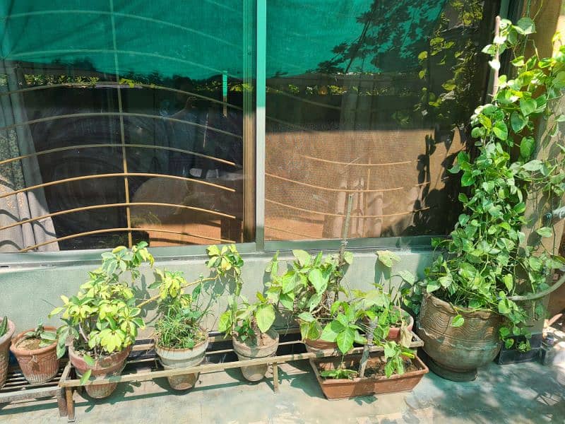 Plants with pots 3