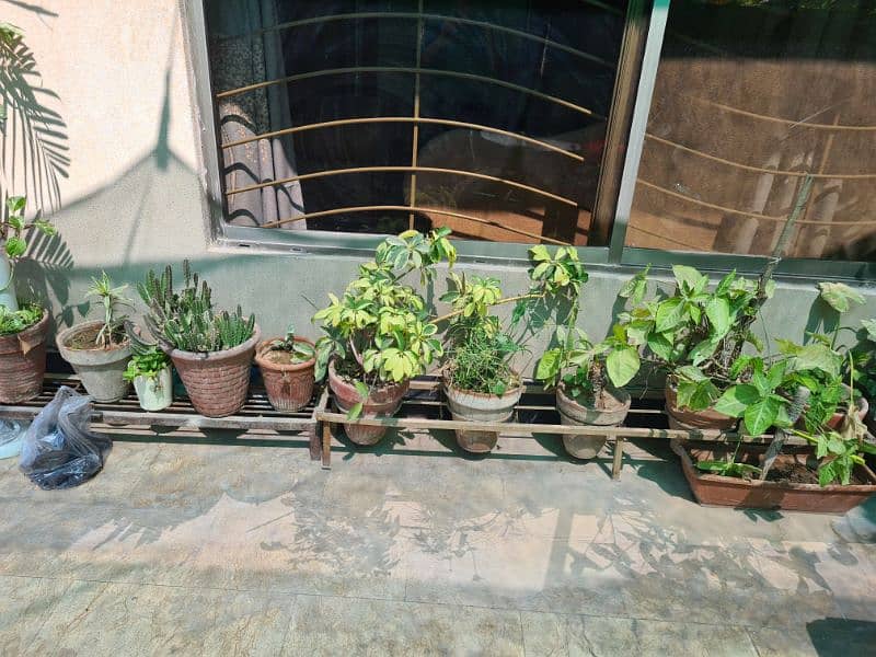 Plants with pots 4