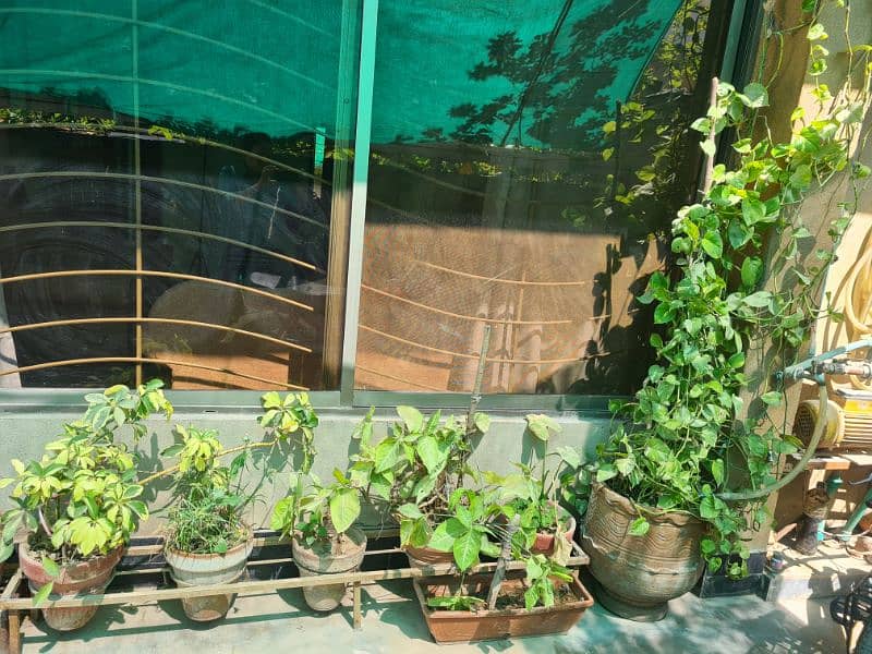 Plants with pots 5