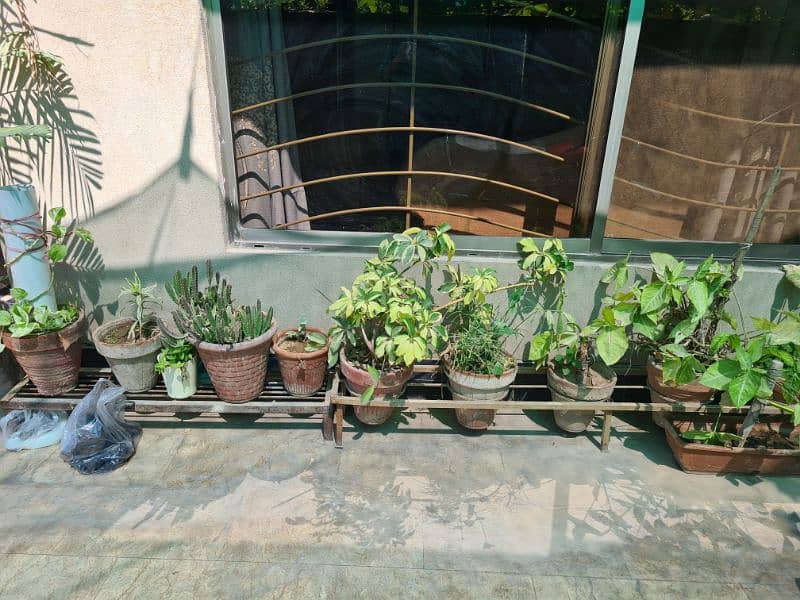 Plants with pots 6
