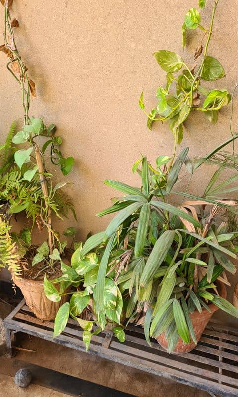 Plants with pots 7