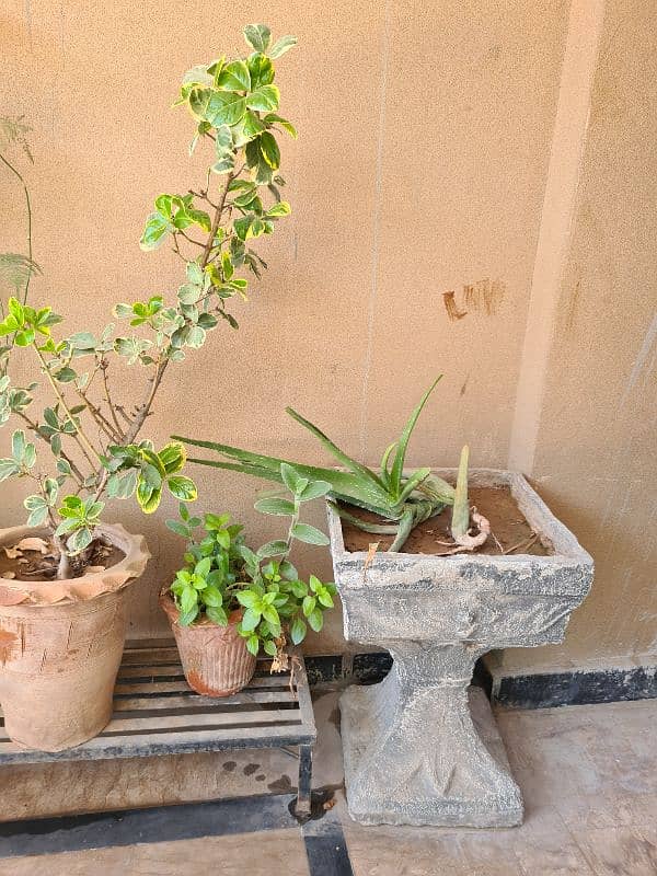 Plants with pots 8