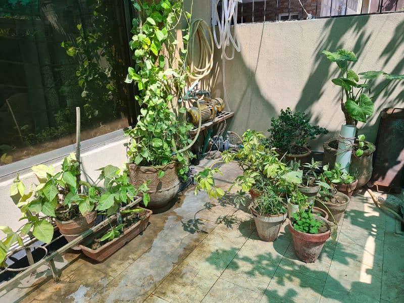 Plants with pots 10