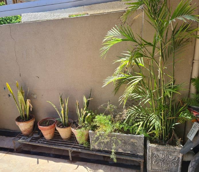 Plants with pots 11
