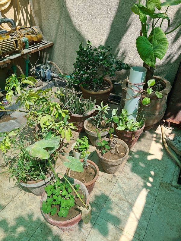 Plants with pots 12