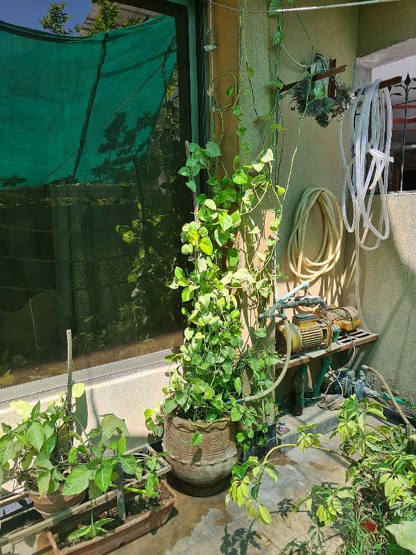 Plants with pots 13