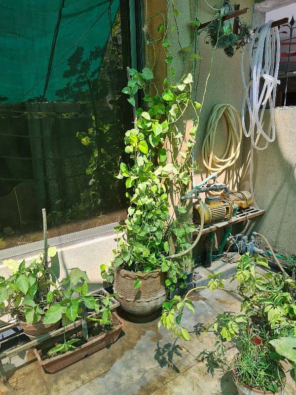 Plants with pots 14