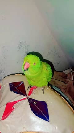 Selling Parrot. I can provide you with cage.