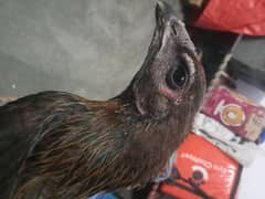 dragon aseel