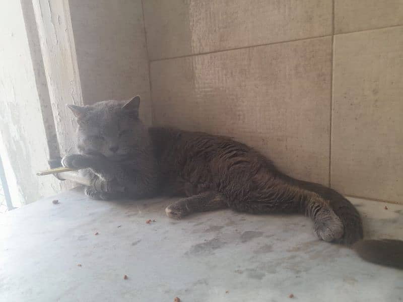 Russian odd eyes female cat and kittens available 4