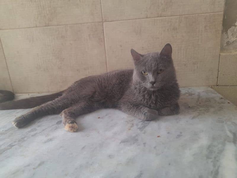 Russian odd eyes female cat and kittens available 5