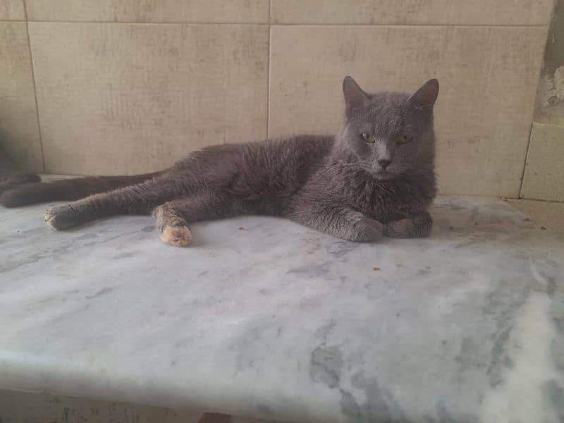 Russian odd eyes female cat and kittens available 6