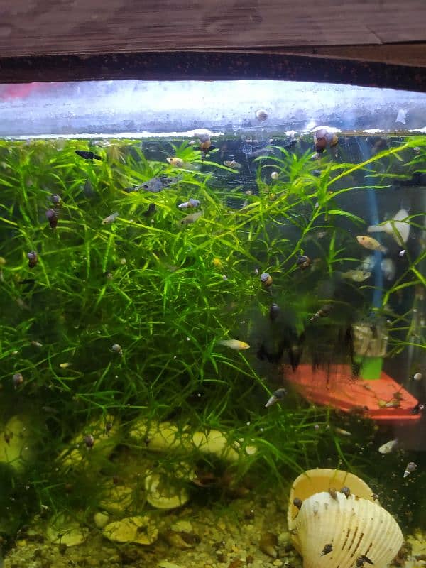 Fish Babies 0
