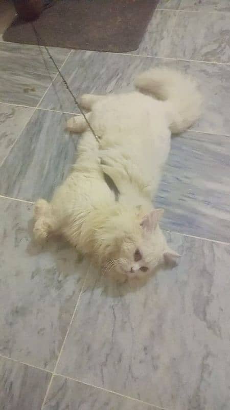 Persian cat with house 4 month on 21 April 0