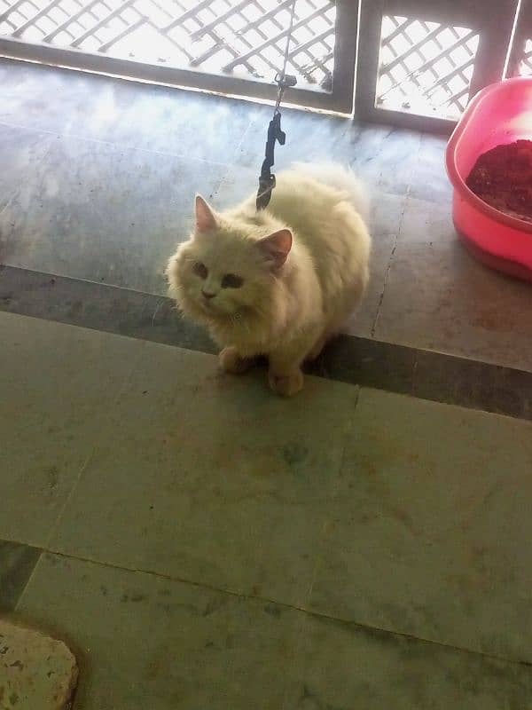 Persian cat with house 4 month on 21 April 1