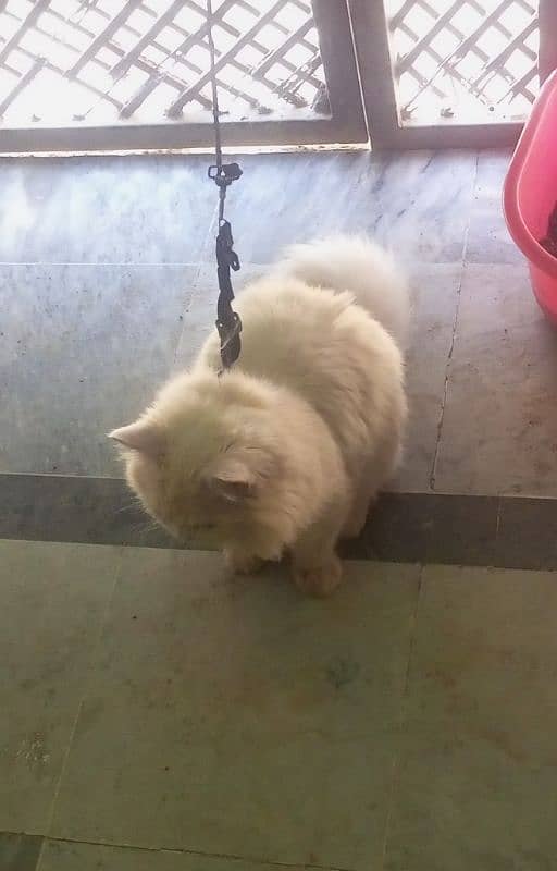 Persian cat with house 4 month on 21 April 2
