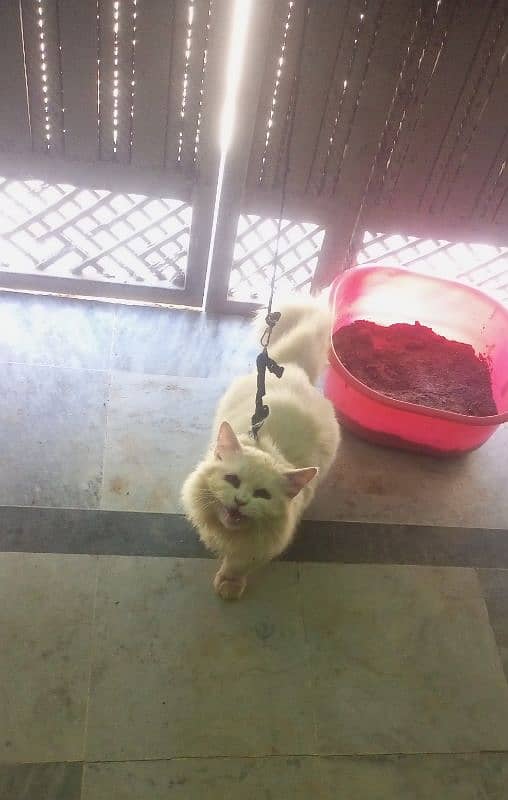 Persian cat with house 4 month on 21 April 3