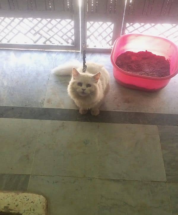 Persian cat with house 4 month on 21 April 4