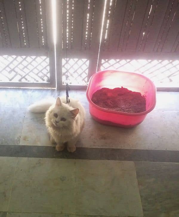 Persian cat with house 4 month on 21 April 5